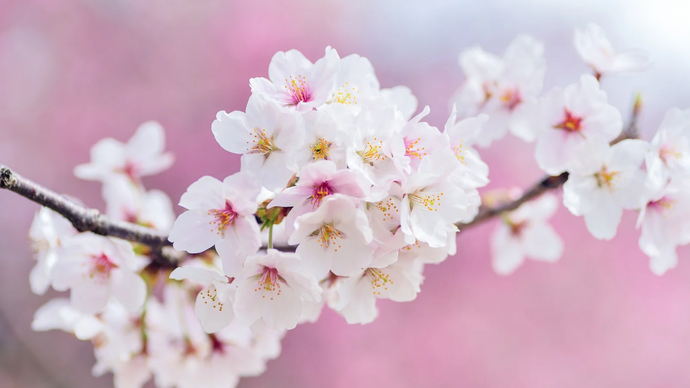 Welcome Spring: Transform Your Home with Signature Scented Candles