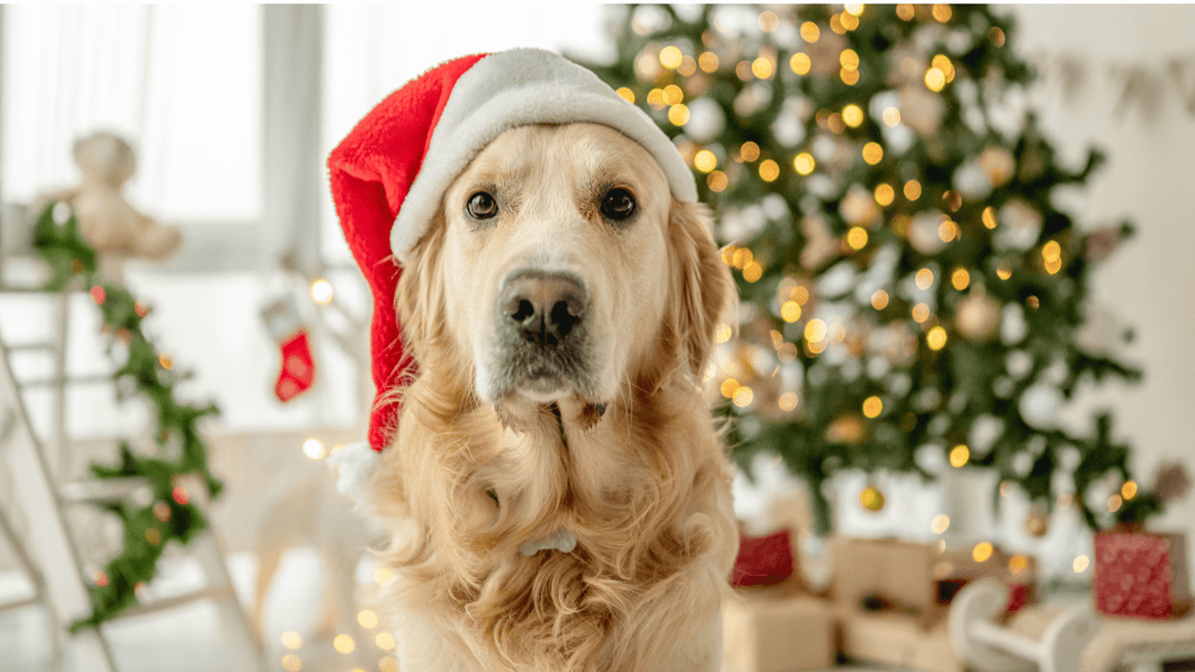 How to Keep Your Home Fresh and Festive: Say Goodbye to Dog Odors This Holiday Season - You Me and Emilio