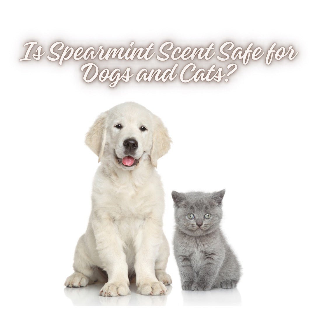 Is Spearmint Safe for Dogs? Is It Safe for Cats? - You Me and Emilio