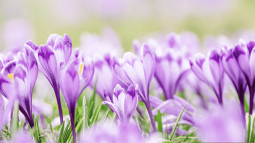 Spring Scents for Your Home: The Perfect Aromas to Freshen Up Your Space - You Me and Emilio