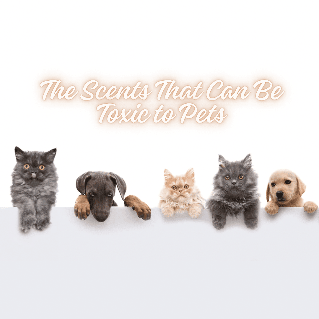 The Scents That Can Be Toxic to Pets: A Guide for Soy Candle Lovers - You Me and Emilio