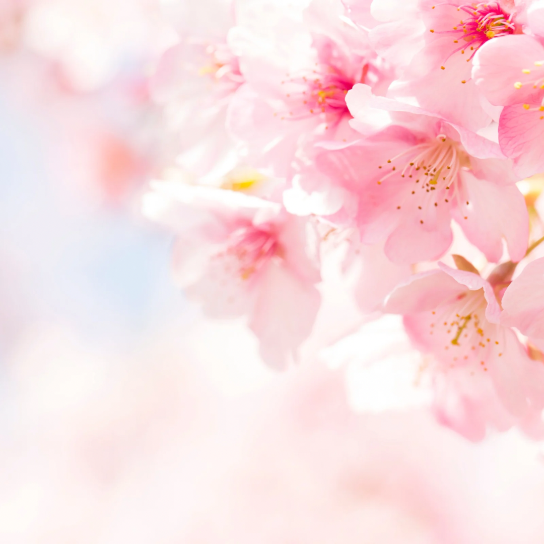 Spring Scented soy Candles 