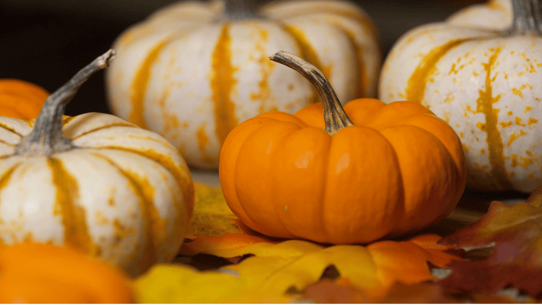 Pumpkin Season - You Me and Emilio