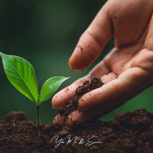 Árbol a plantar