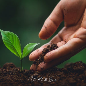 Árbol a plantar