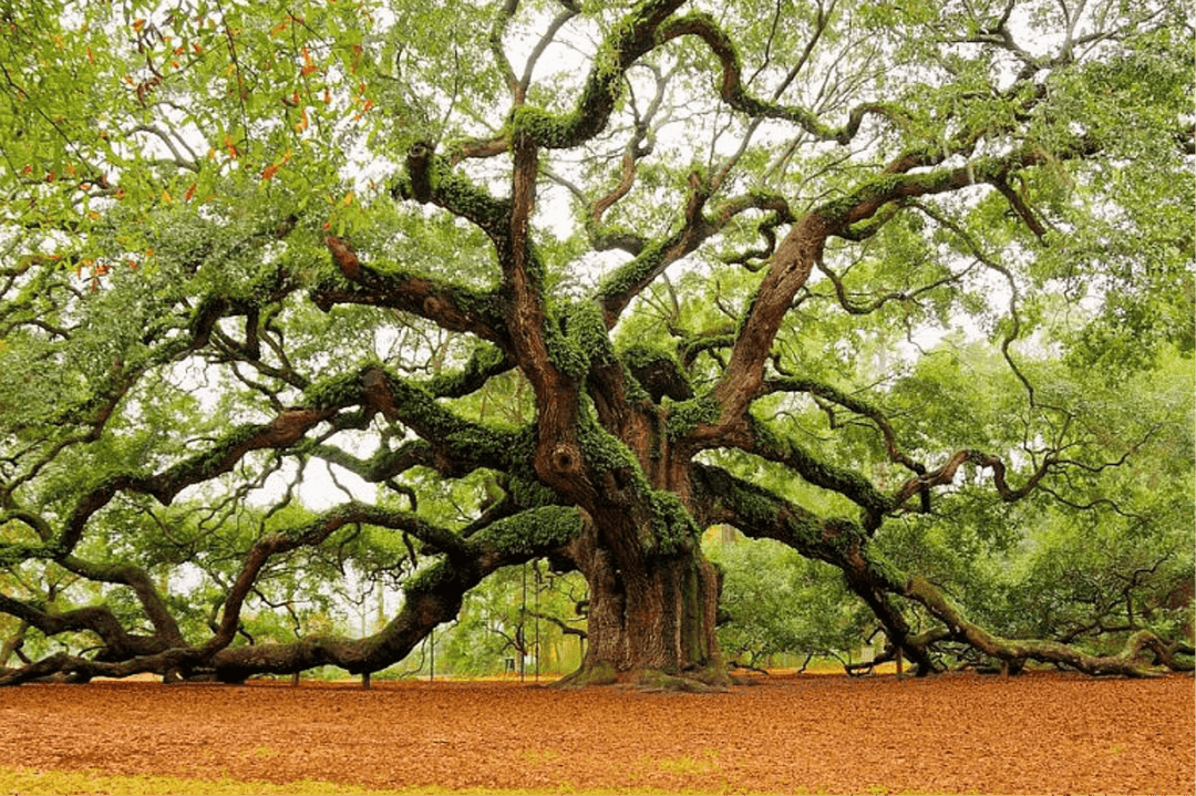 Oak Moss Soy Wax Melts - You Me and Emilio