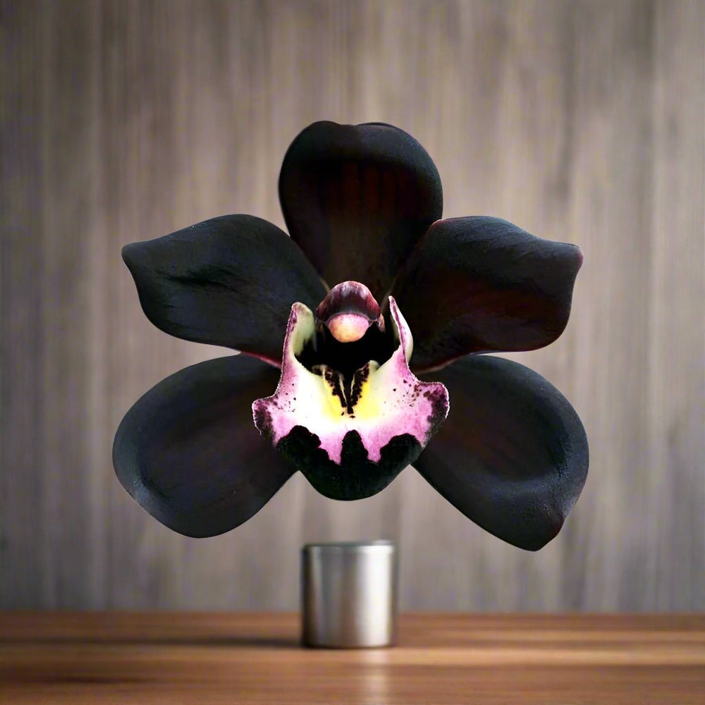 Black Orchid Room Mist

Immerse yourself in the opulence of the exquisite and exclusive fragrance of Black Orchid Room Mist. Delight in the captivating blend of night-blooming orchids, water lilies, and jasmine, harmoniously intertwined with base notes of dark purple hyacinth, fresh water, and soft musk. This meticulously crafted scent offers a luxurious and sophisticated experience that rivals even the renowned Black Orchid perfume and cologne by Tom Ford.