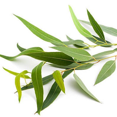 Eucalyptus Soy Candle – A refreshing, clean-burning candle crafted to promote relaxation and clarity, handmade with pure soy wax in Dallas, Texas.