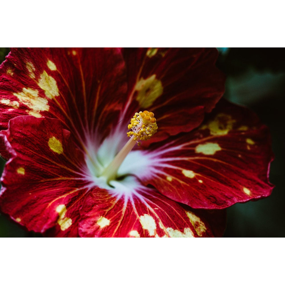 Hibiscus Soy Wax Melts
