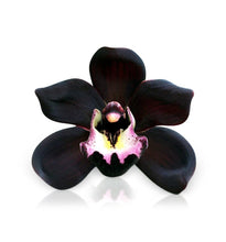 <transcy>Niebla de la habitación de la orquídea negra</transcy>