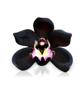 <transcy>Vela de Soja Orquídea Negra</transcy>