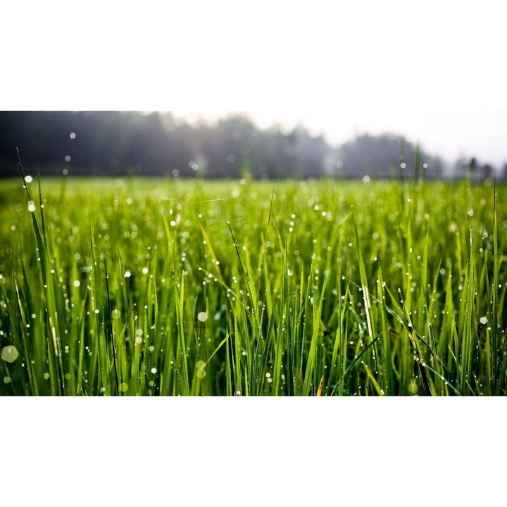 Summer Grass Soy Wax Melts