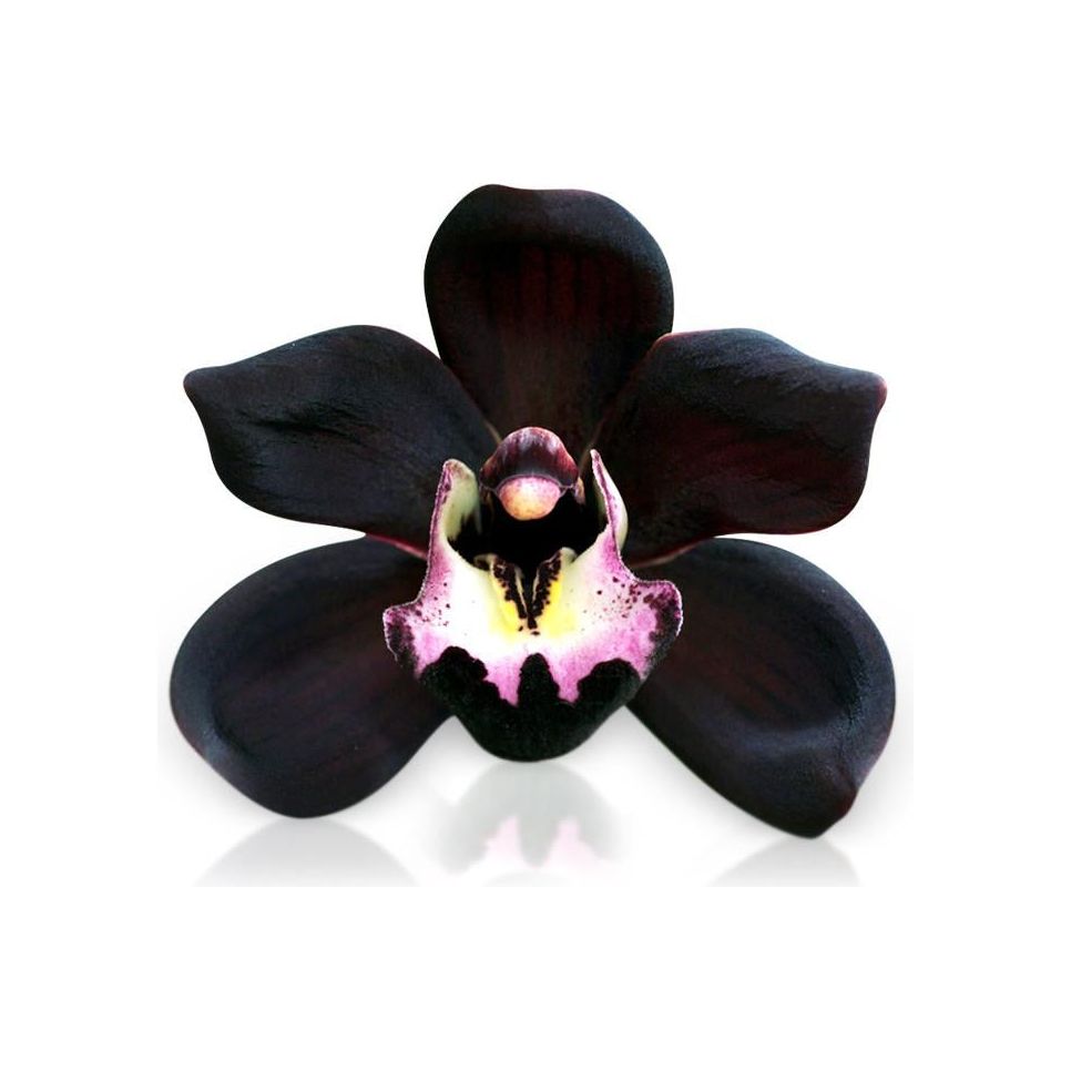 Black Orchid Soy Wax Melts