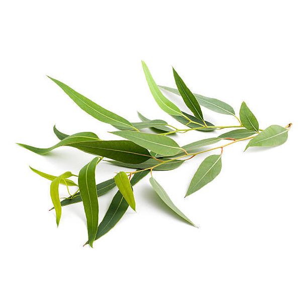 eucalyptus soy wax melts