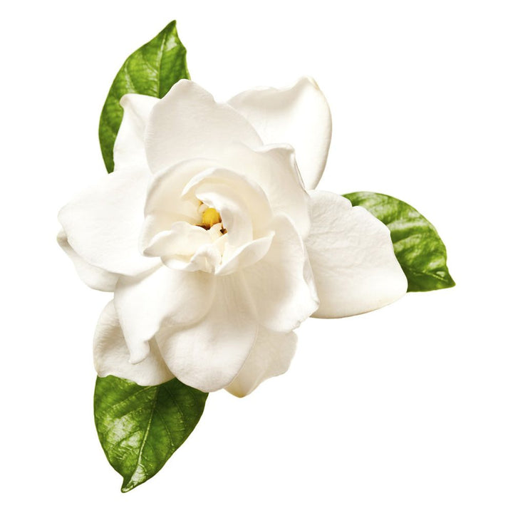 Gardenia Soy Wax Melts