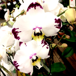 <transcy>Vela De Soja Orquídea Blanca</transcy>