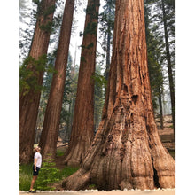 Árbol a plantar