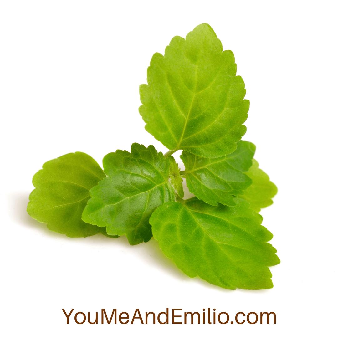 Patchouli Essential Oil | Pure Oil - You Me and Emilio