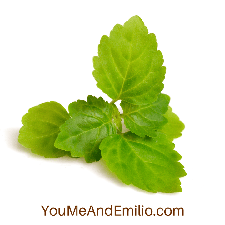 Patchouli Essential Oil | Pure Oil - You Me and Emilio