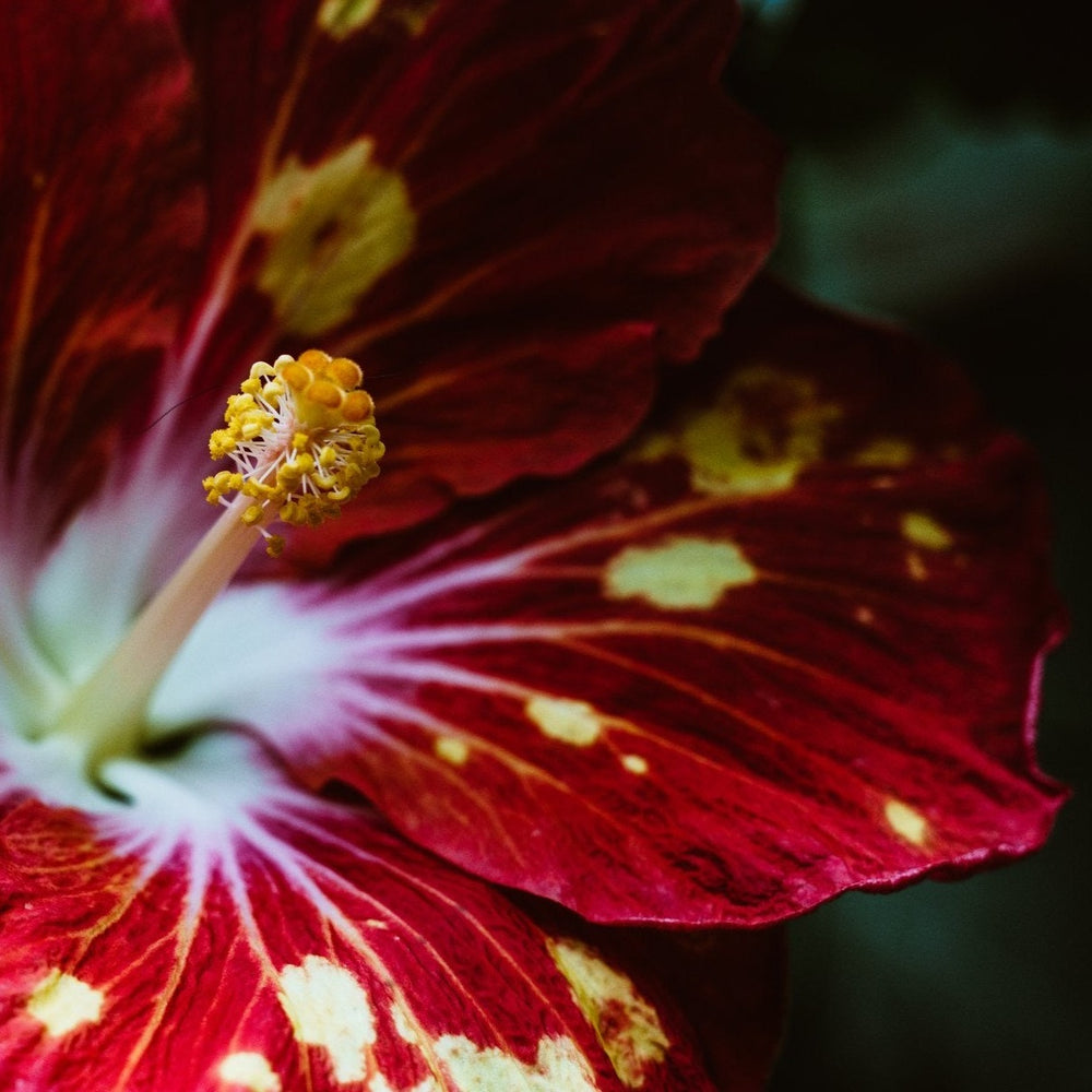 real hibiscus flower soy candle